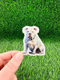 American Bulldog