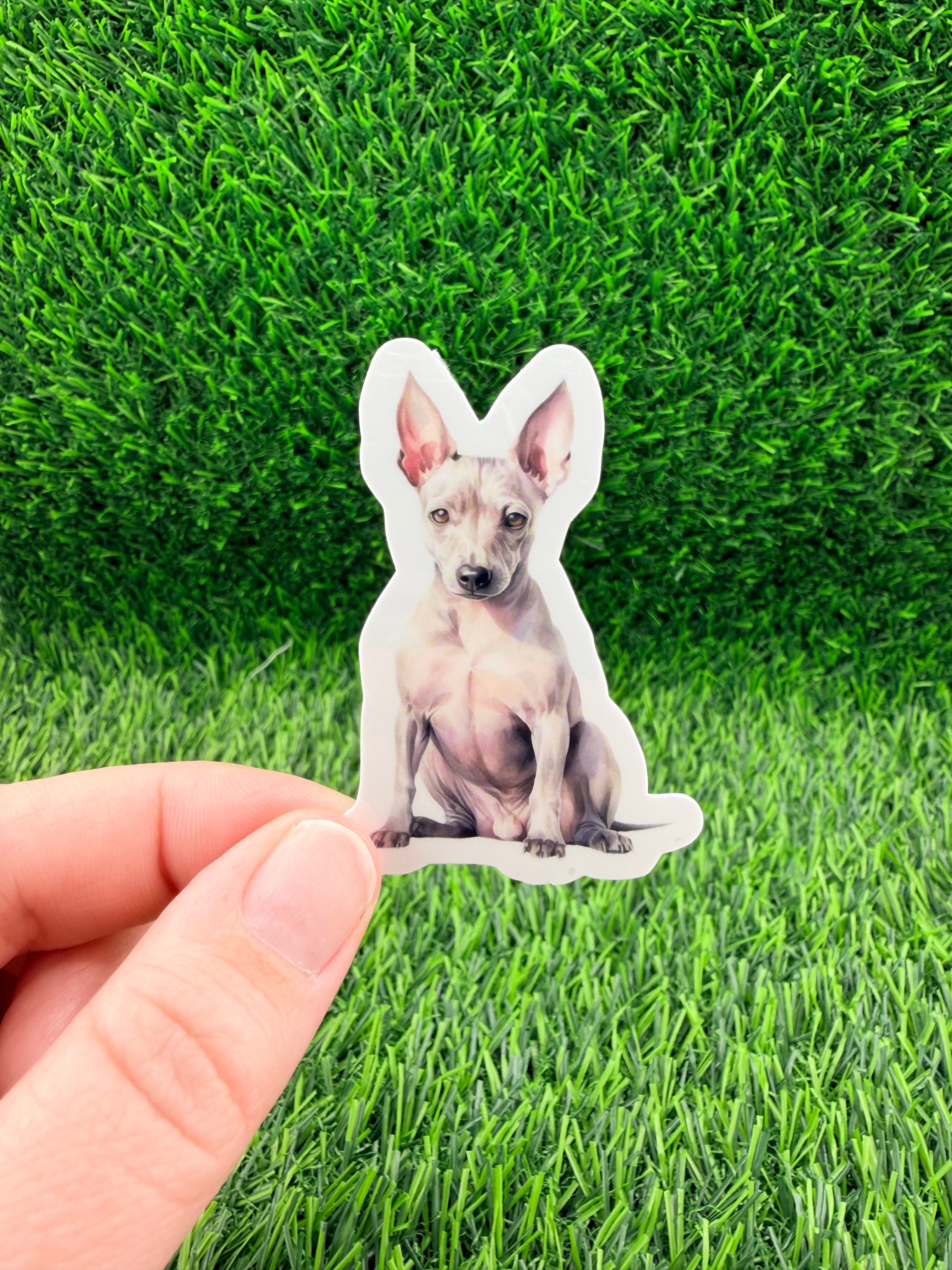 American Hairless Terrier