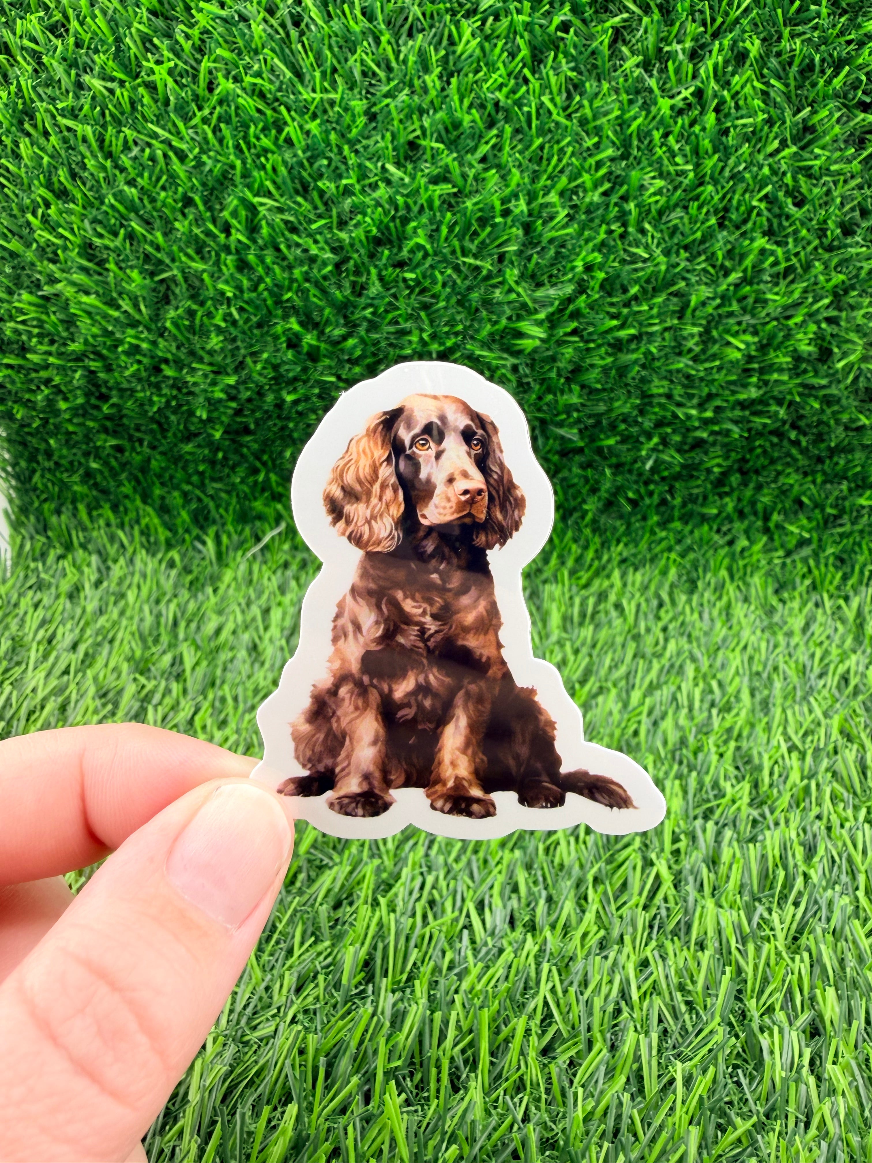 American Water Spaniel