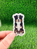 Australian Shepherd Black Bi Dog Sticker