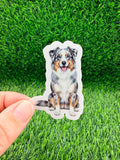 Australian Shepherd Blue Merle