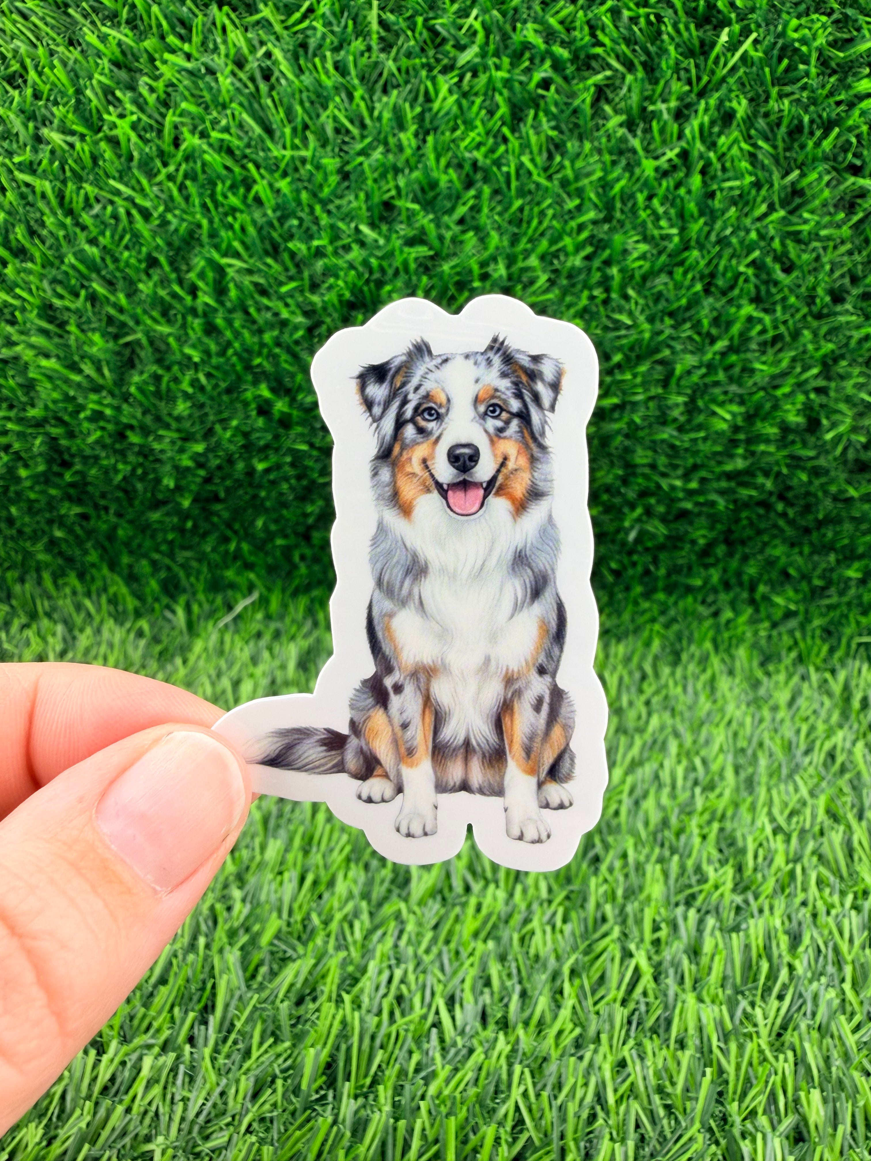 Australian Shepherd Blue Merle