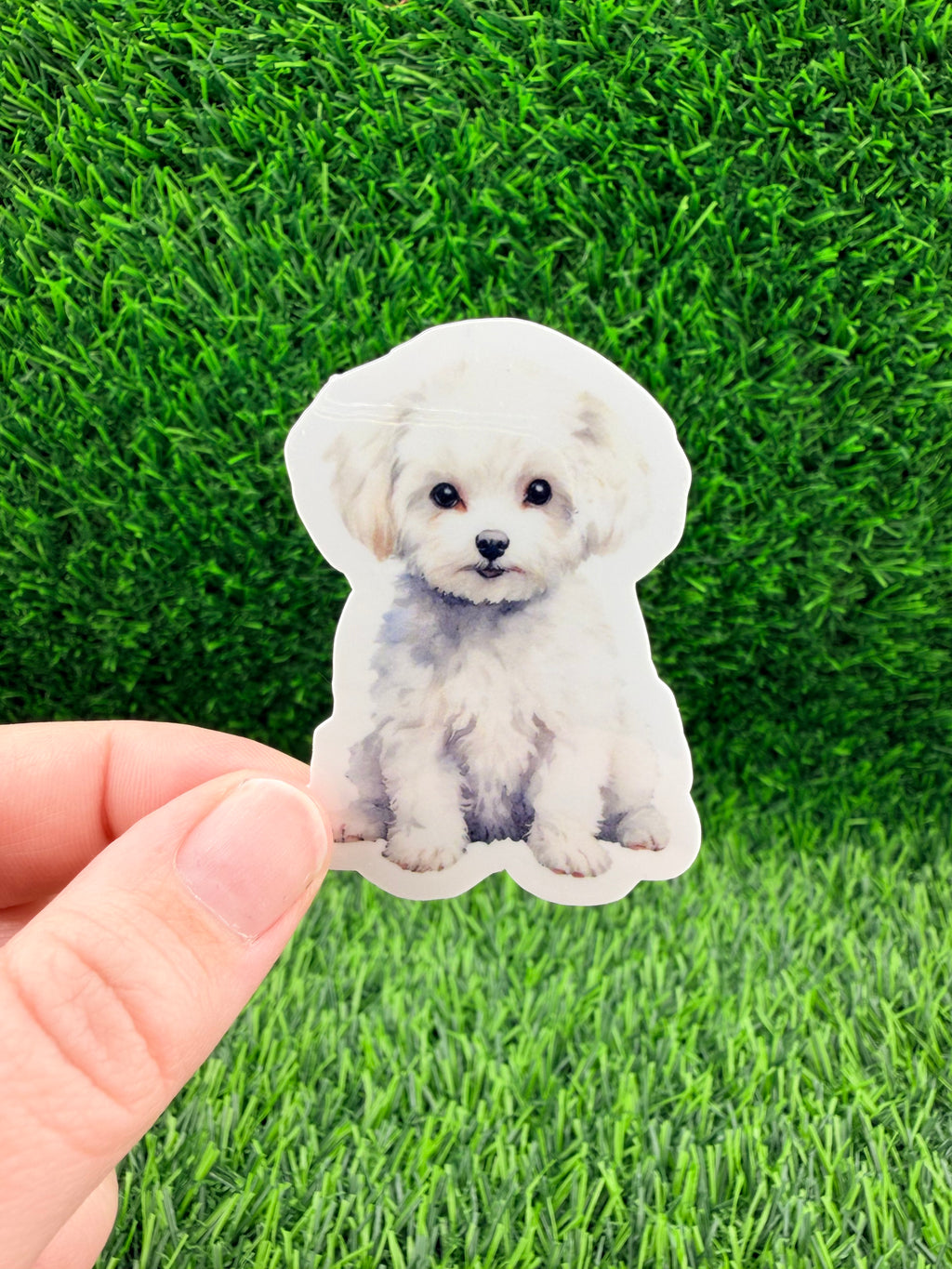 Bichon Frise