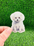 Bichon Frise