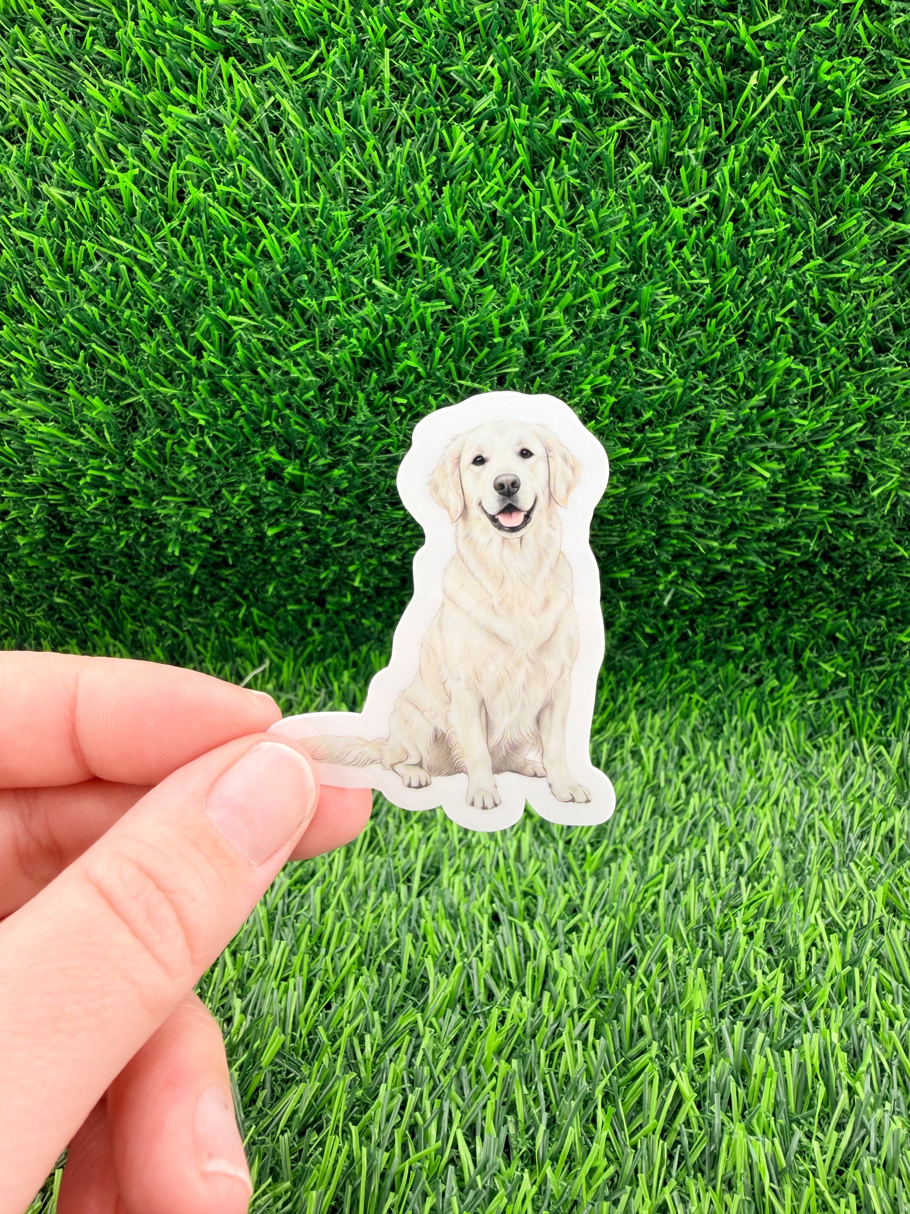 Golden Retriever English Cream