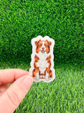 Australian Shepherd Red Bi