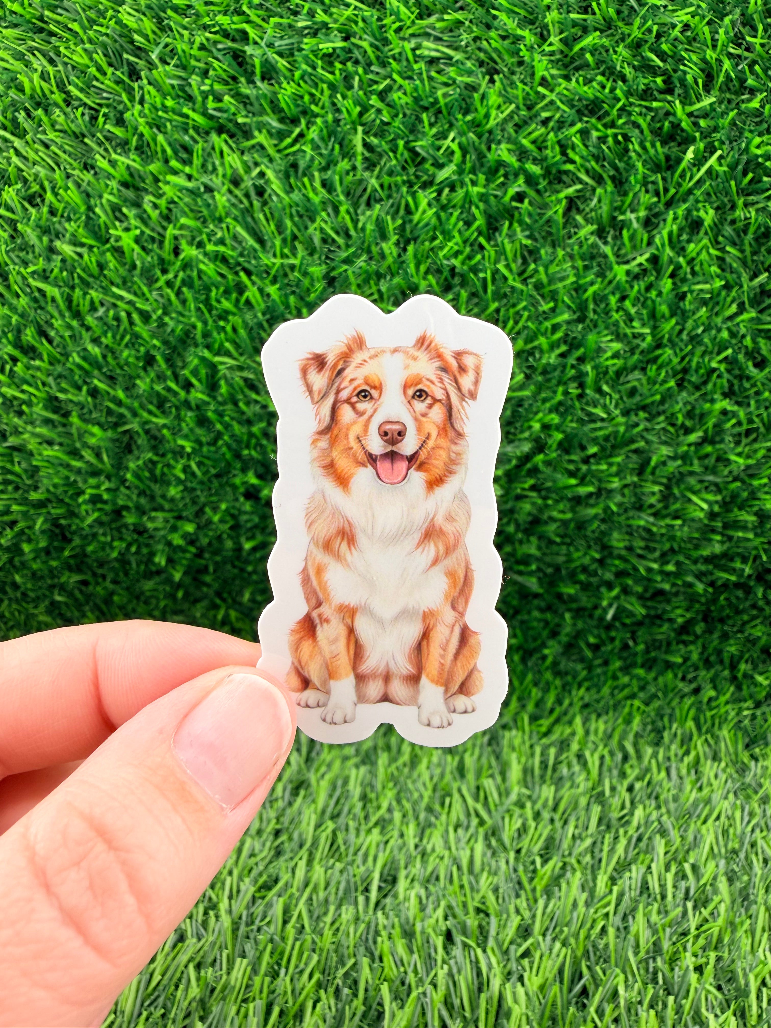 Australian Shepherd Red Merle