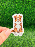 Australian Shepherd Red Tri