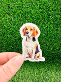 Beagle