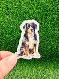 Bernese Mountain Dog