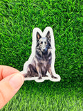 Belgian Sheepdog