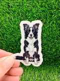 Border Collie Black + White