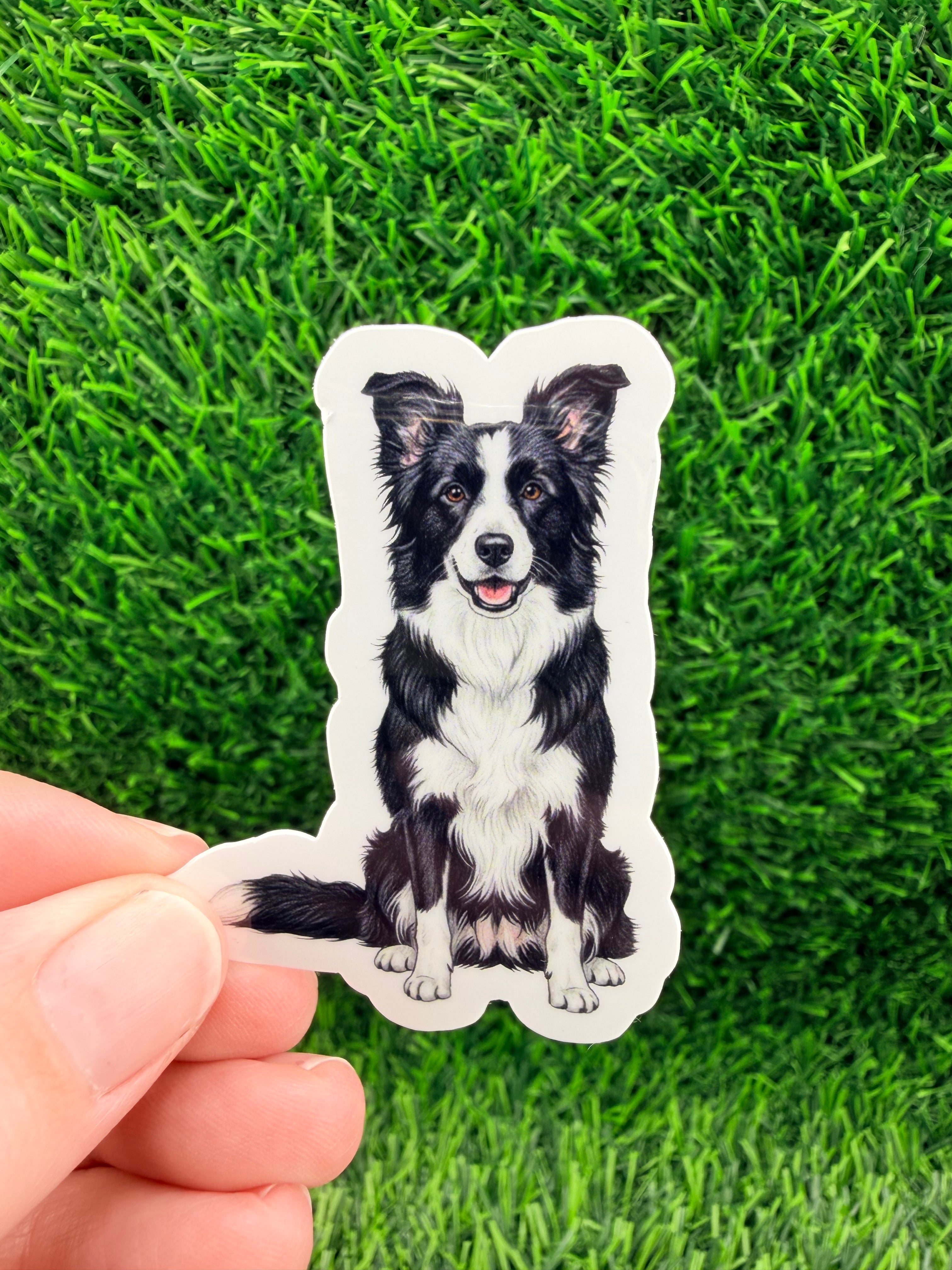 Border Collie Black + White