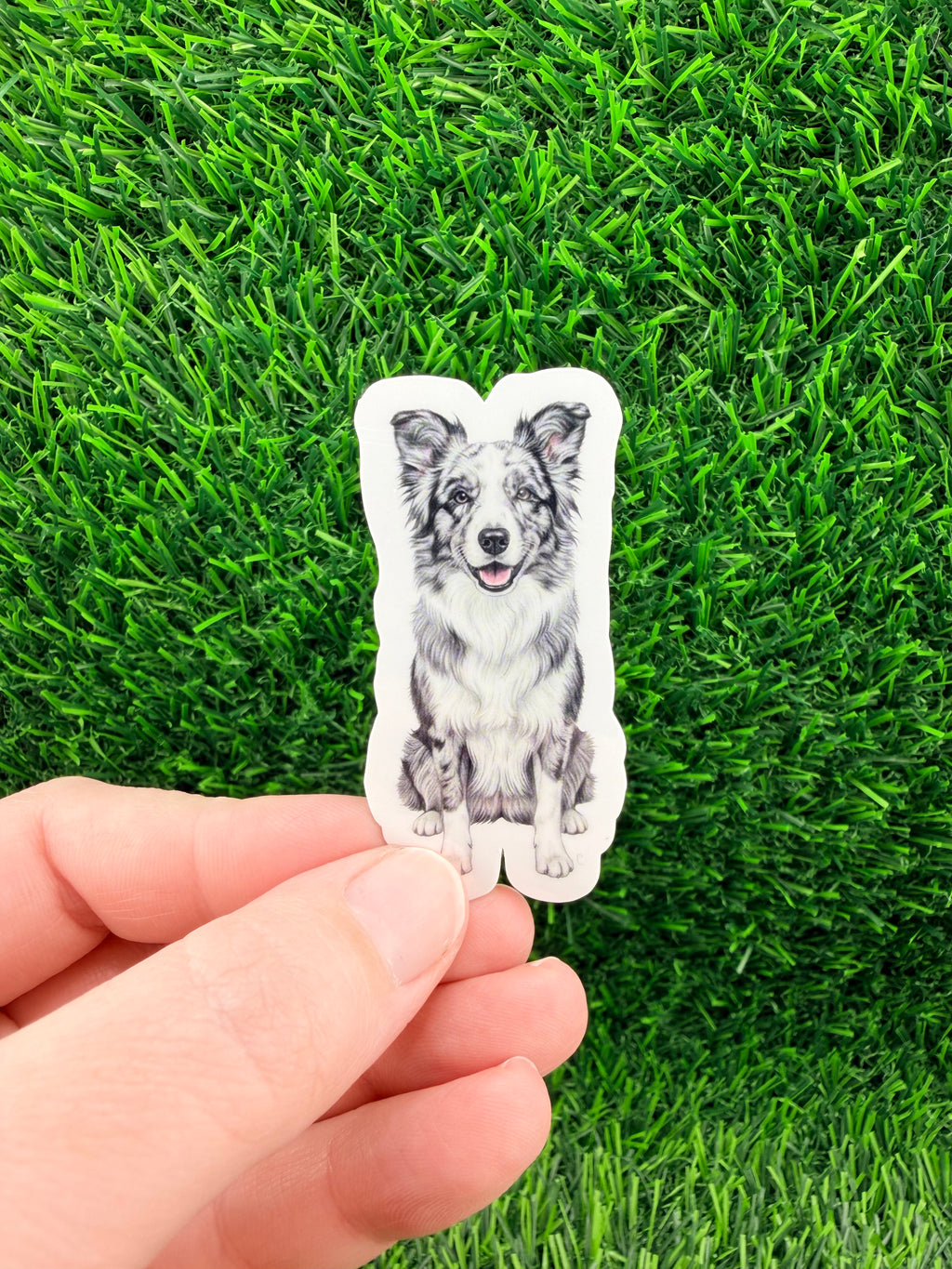 Border Collie Blue Merle