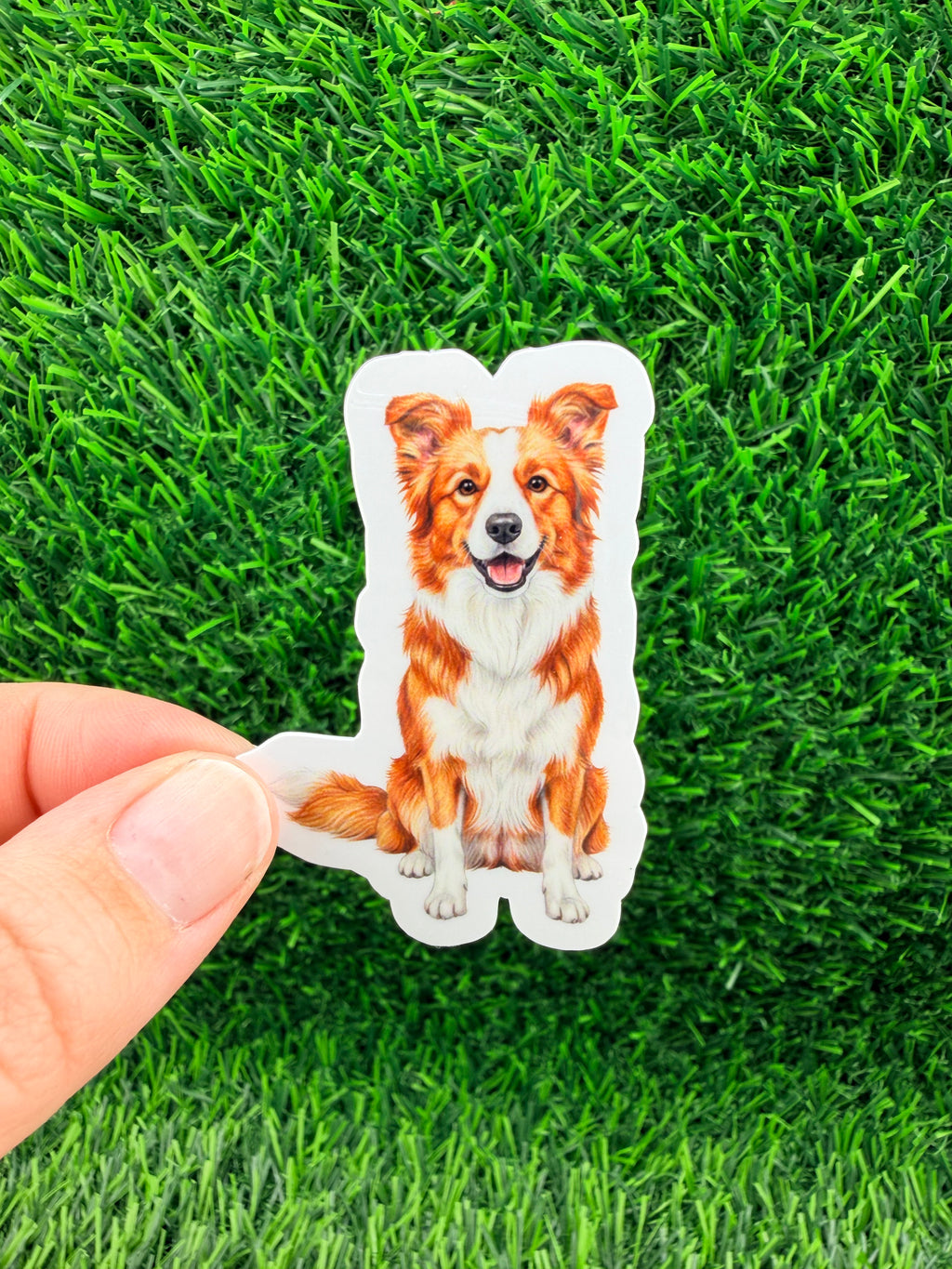Border Collie Red + White