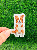 Border Collie Red + White
