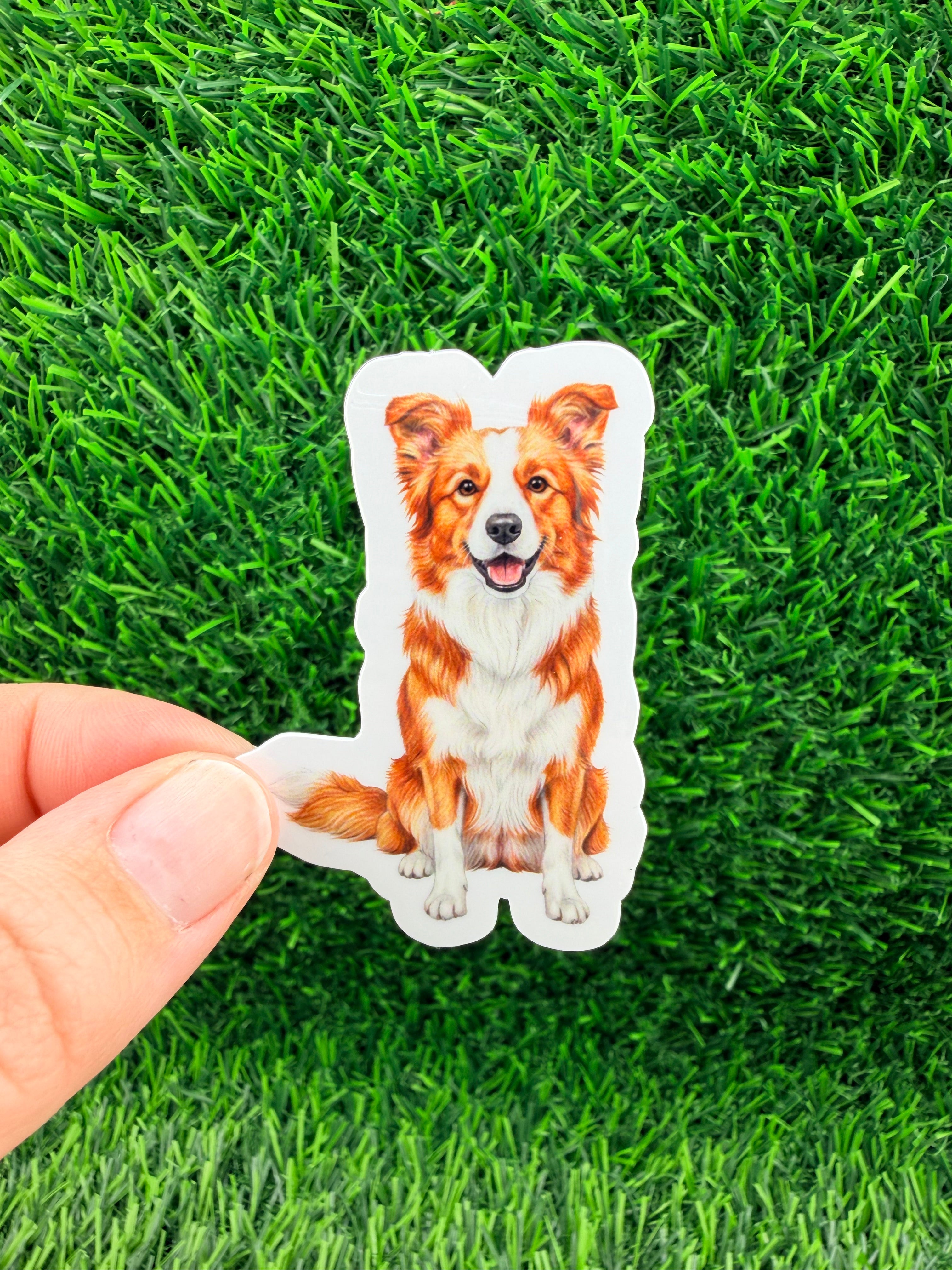 Border Collie Red + White