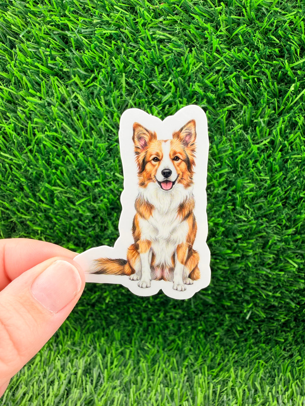 Border Collie Sable Sticker