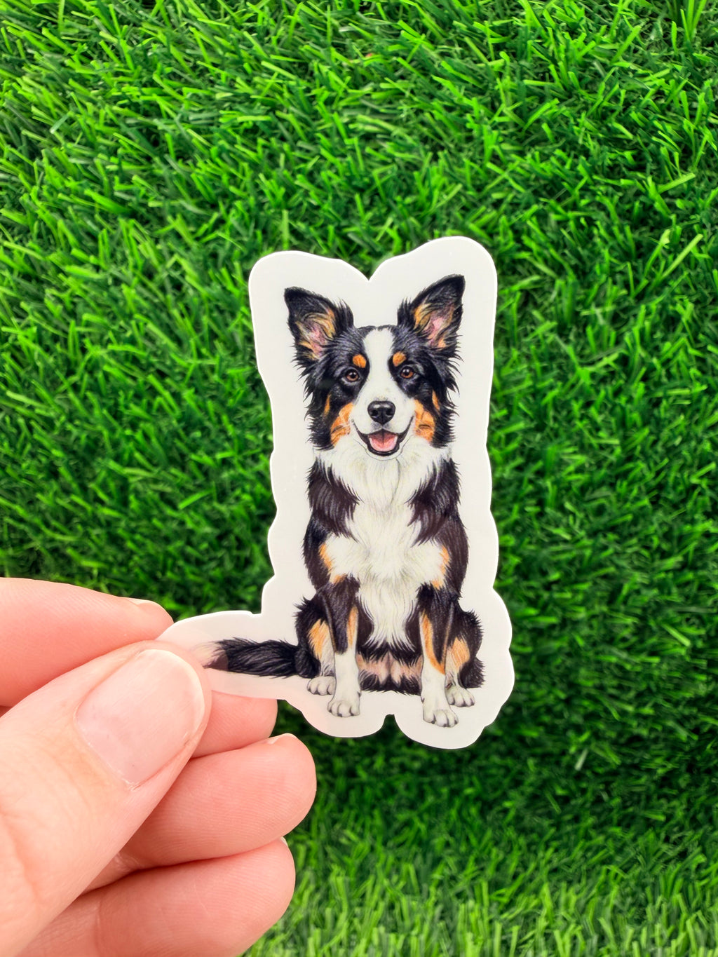 Border Collie Tricolor