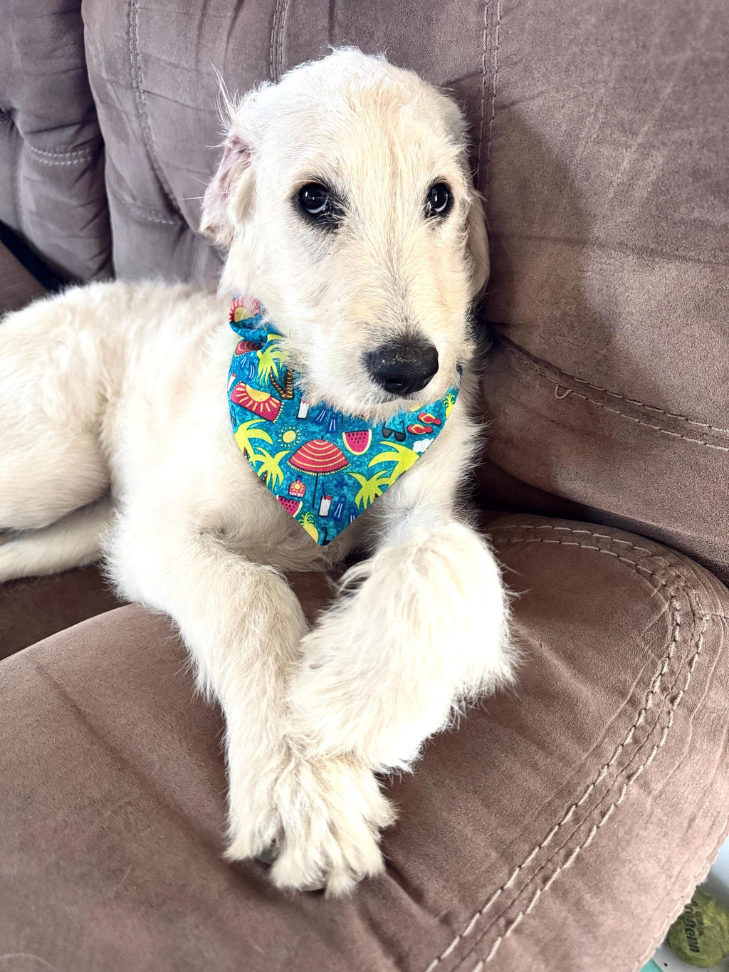 Floral Berry Scrunchie Dog Bandana