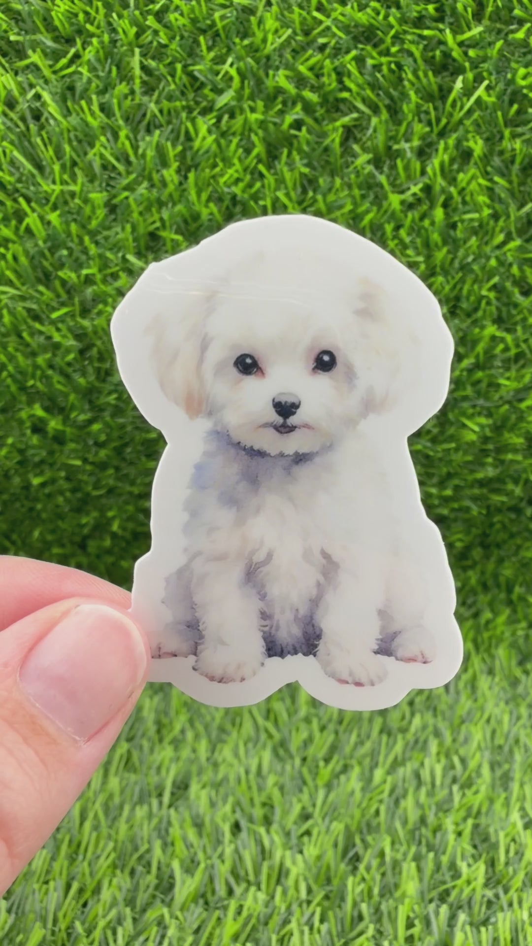 Bichon Frise