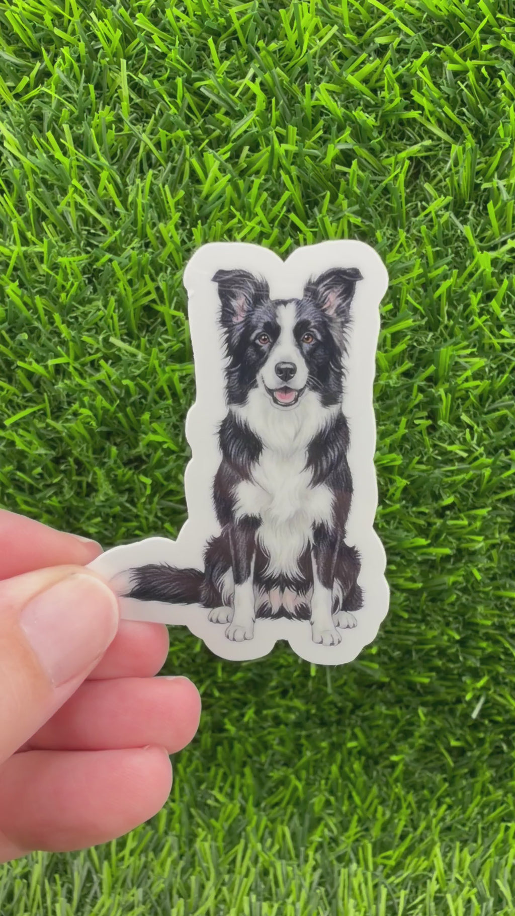 Border Collie Black + White
