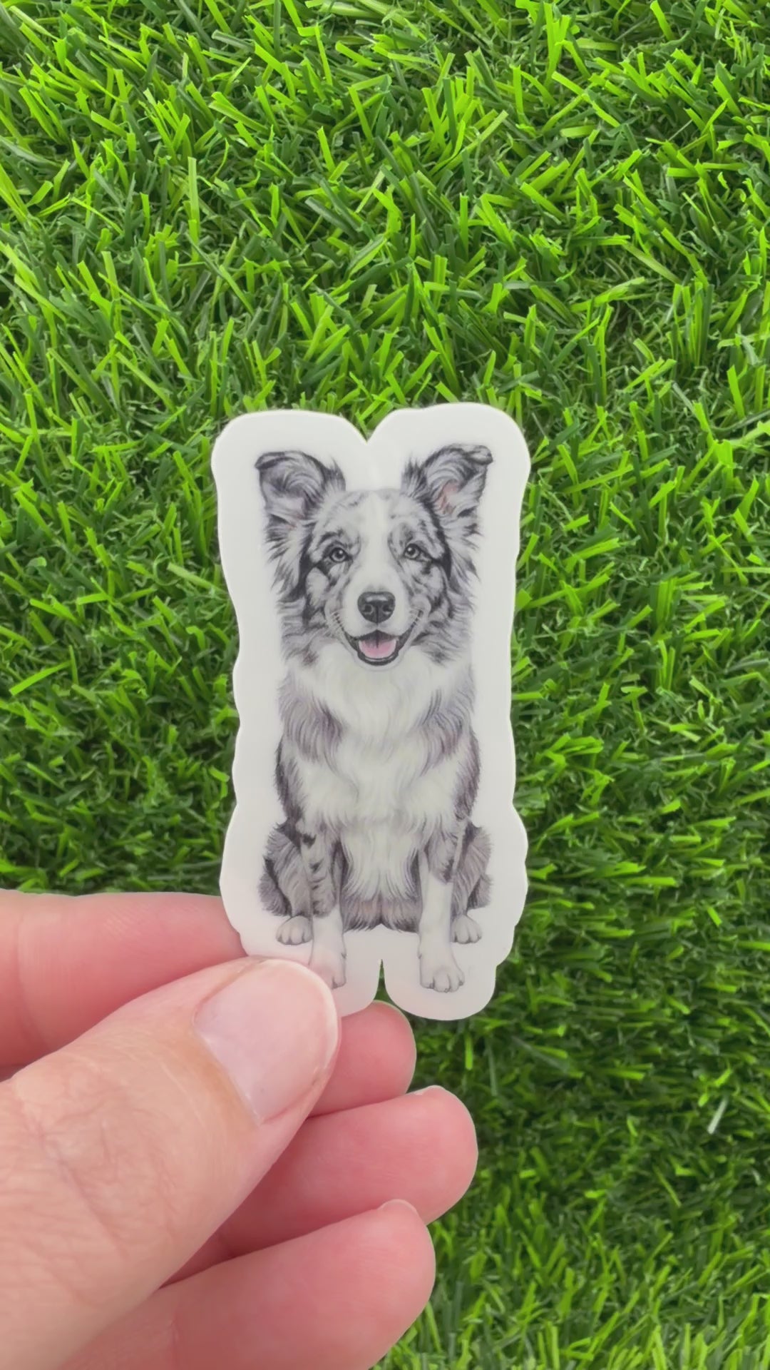 Border Collie Blue Merle