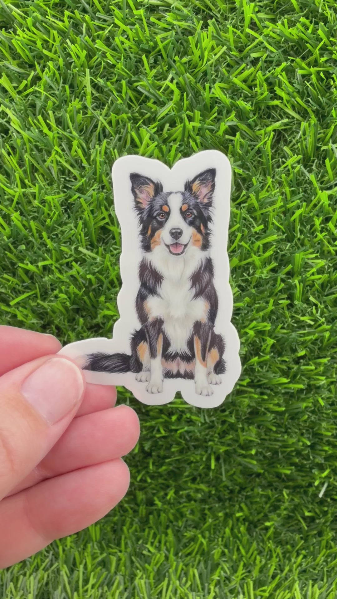 Border Collie Tricolor