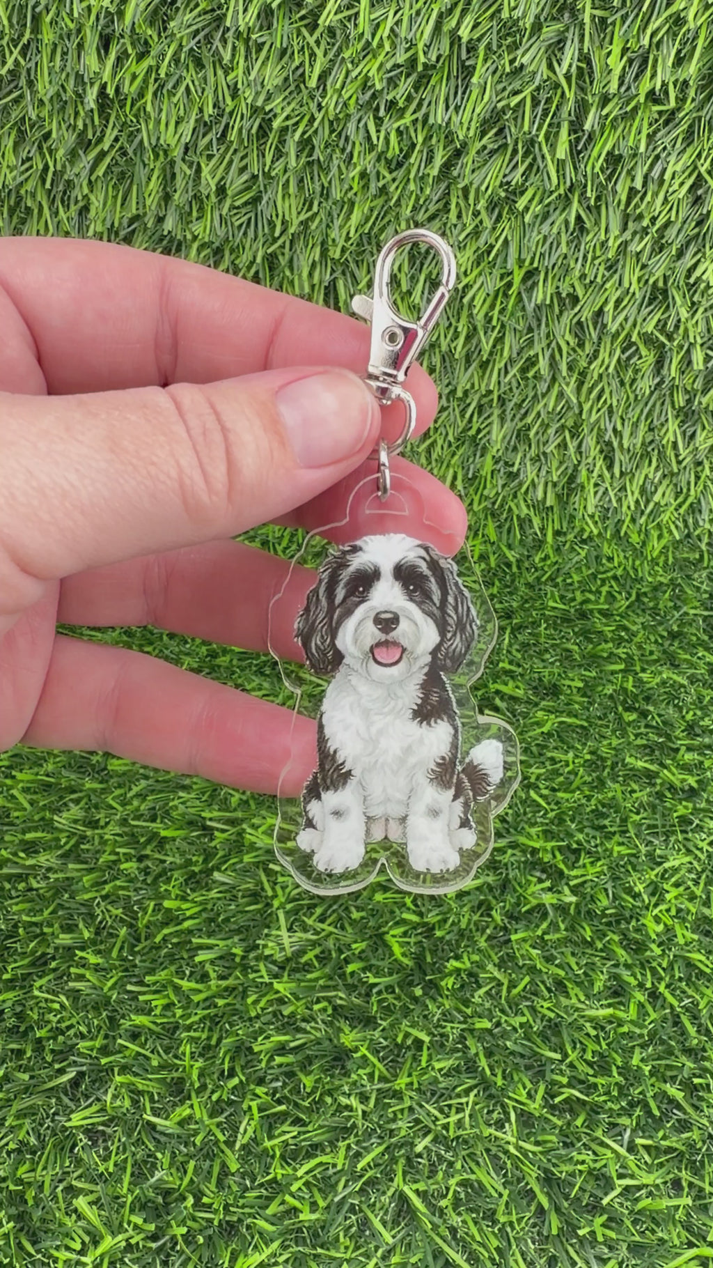 Cavapoo Black and White
