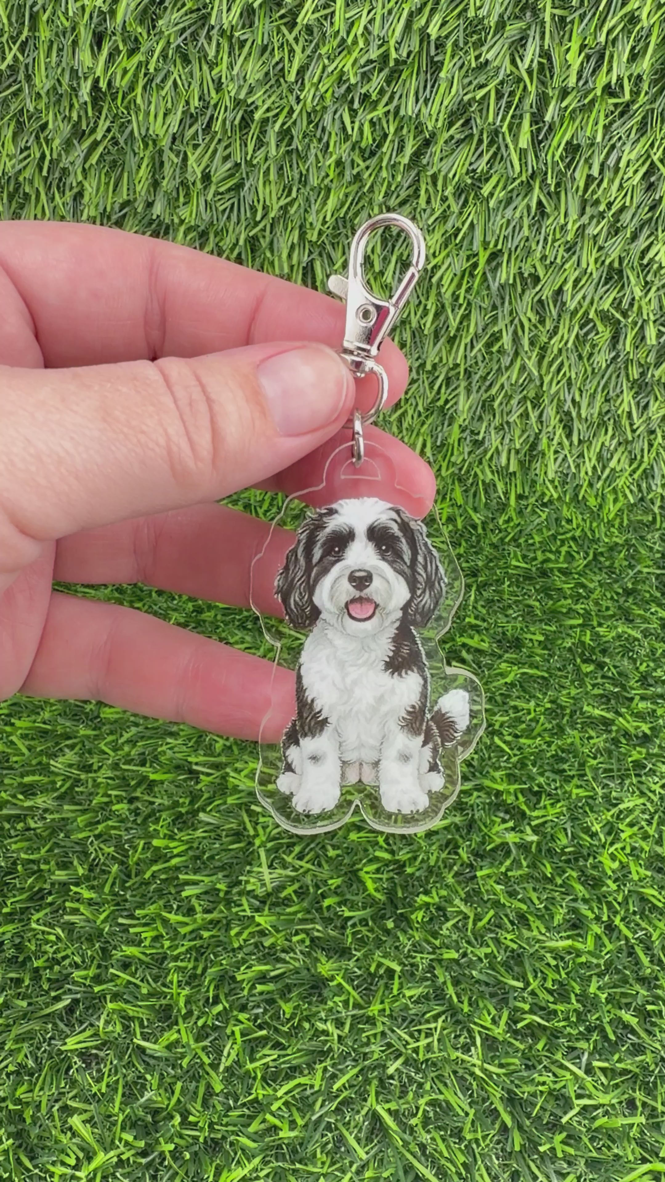 Cavapoo Black and White