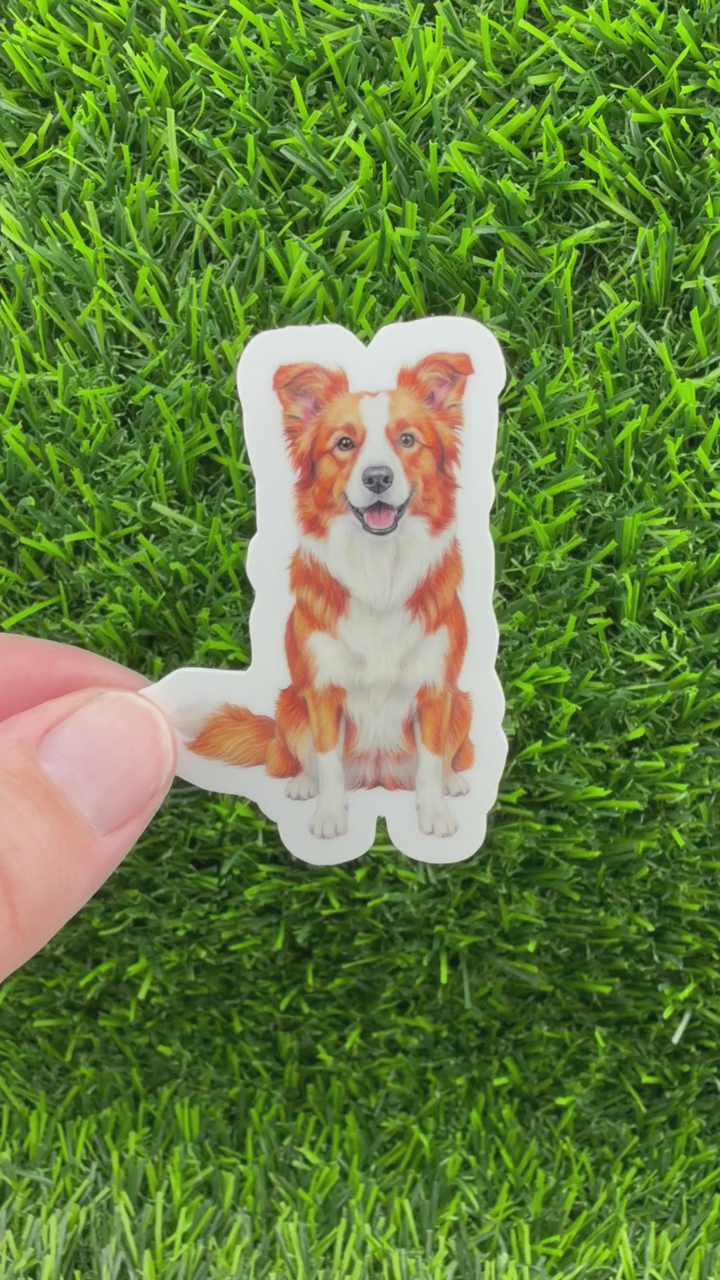 Border Collie Red + White