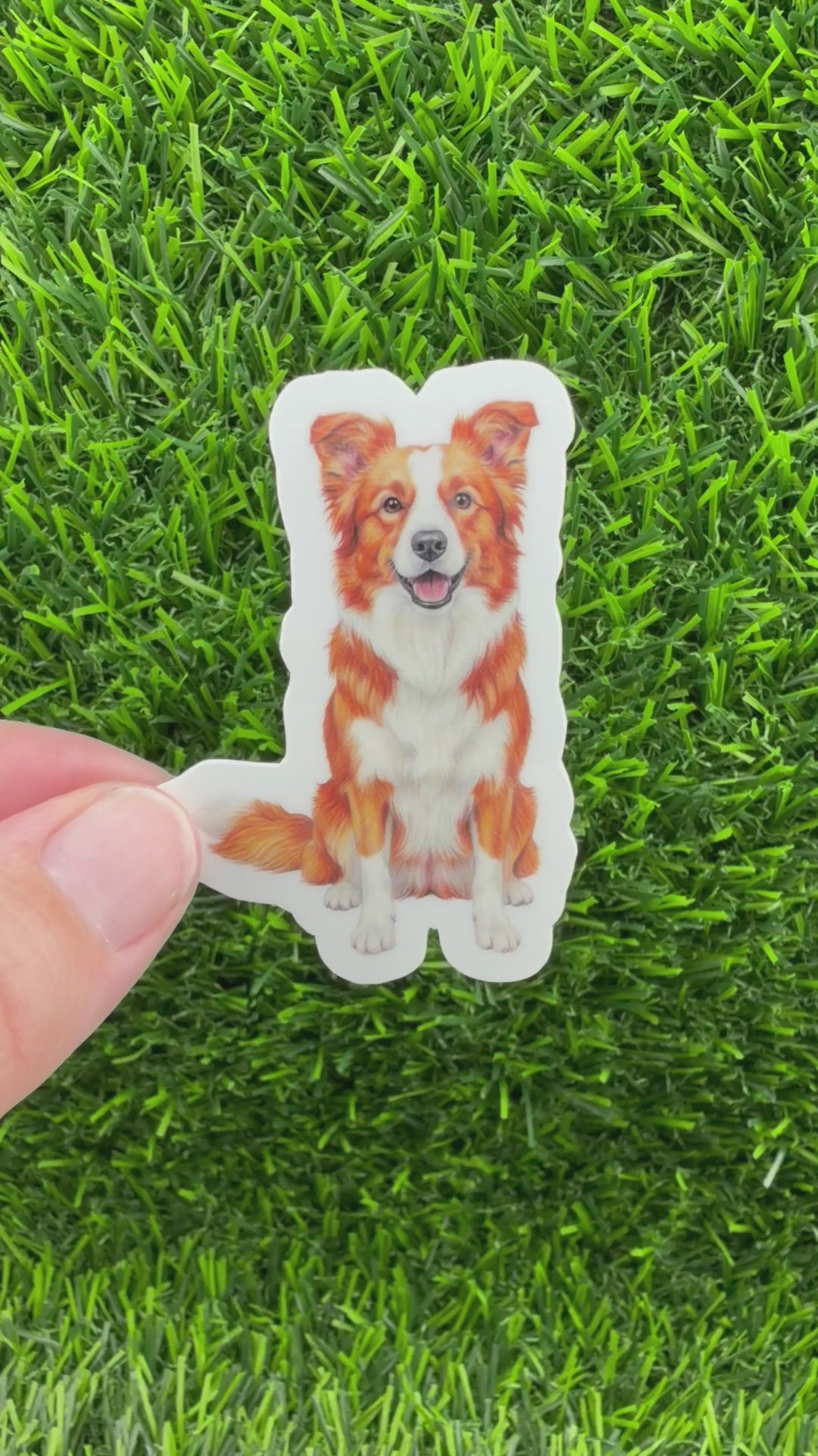 Border Collie Red + White