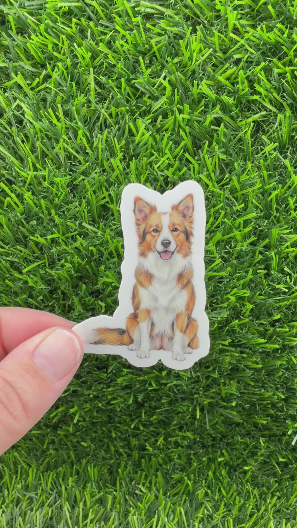 Border Collie Sable Sticker