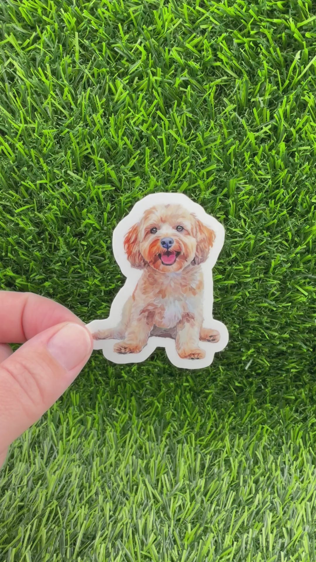 Cockapoo Sticker